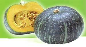 most delicious pumpkin is from CHINA, 5,000
                        years to hybidize it FOR TASTE!
