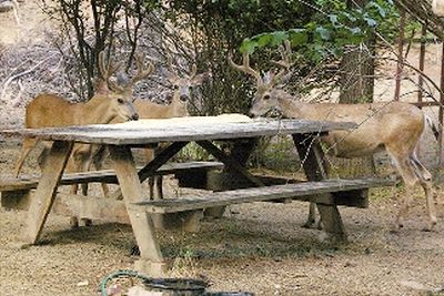 how to help the
                              deer in Sierra Madre, send Bob a buck. He
                              feeds skunks, raccoons, cats, birds daily.
                              Senior with no money.