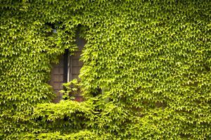 English Ivy is fast growing. Clip
                    tendrils edges occas.