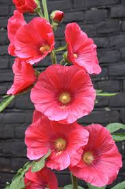 ten feet tall, the chinese pink
                              hollyhock