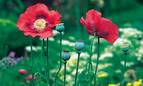 opium poppy in summertime